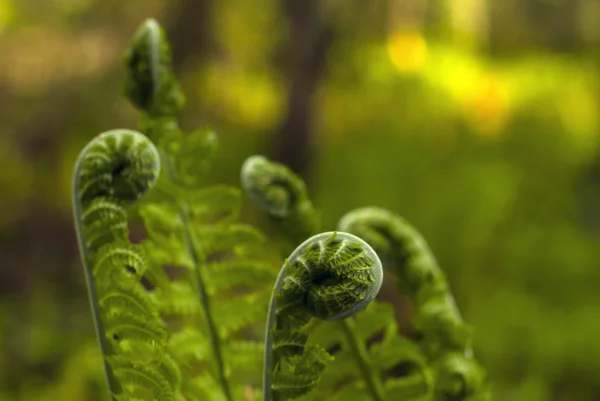 模糊绿色背景下春蕨芽的螺旋盘绕端 — 图库照片