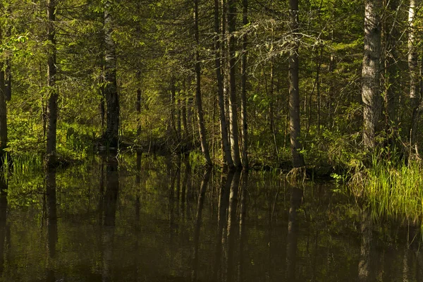 Kleine Schaduwrijke Forest Lake Met Reflecties Van Omringende Bomen — Stockfoto