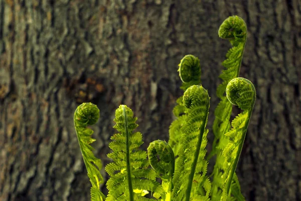 蕨芽叶的明亮枝状螺旋似乎与一个模糊树干的背景跳舞 — 图库照片
