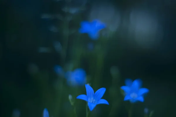 Сутінки Розмиті Ніжний Вечірній Квітковий Фон Блакитними Квітами — стокове фото