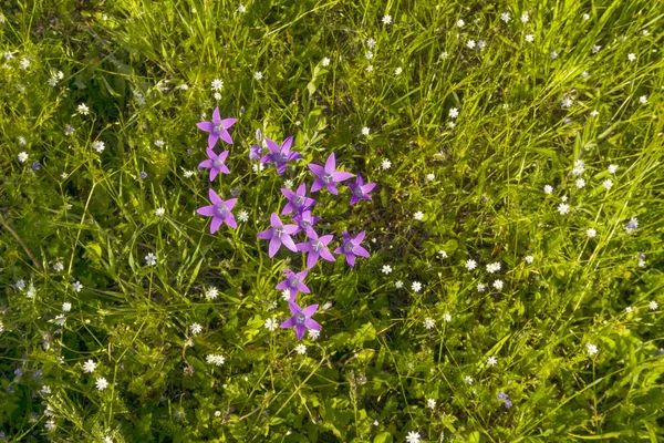 Les Clochettes Pourpres Parmi Les Asclépiades Sur Une Prairie Par — Photo