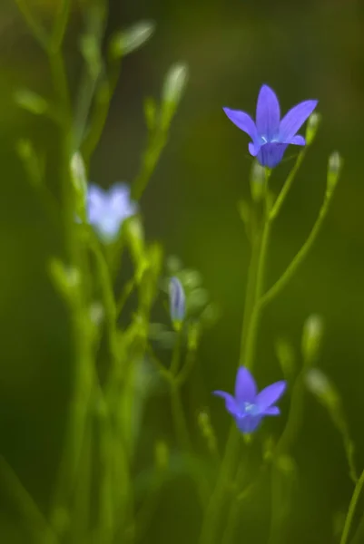 Dämmerung Verschwommen Sanften Morgen Floralen Hintergrund Mit Blauen Glockenblumen — Stockfoto