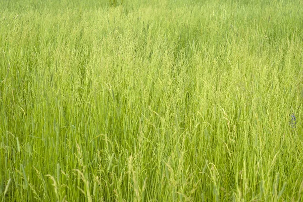 Fondo Herboso Textura Prado Verano Hierba Silvestre Verde Con Espiguillas — Foto de Stock