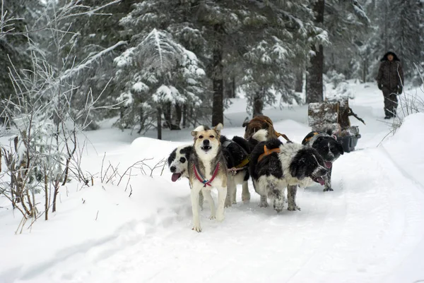 Kachkanar Russia January 2018 Transportation Firewood Dog Sledding Forest Novices — Stock Photo, Image