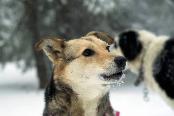Портрет Mongrel Уважний Погляд Тлі Розмито Зимовий Ліс Інша Собака — стокове фото