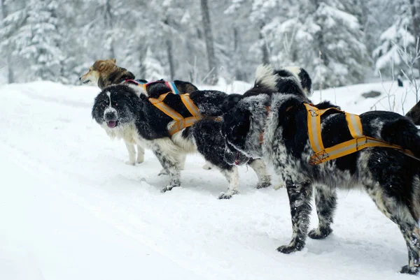 Собачьи Упряжки Зимнем Лесу Альпийские Пастухи Вожак Монстр — стоковое фото