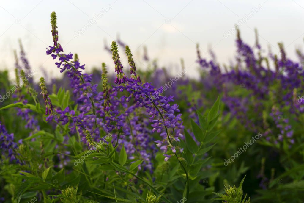 soft background with purple meadow flowers of alfalfa
