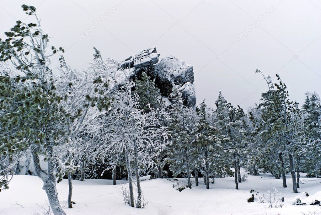 winter snow-covered forest on a mountain plateau with towering cliffs on a white snowy sky background