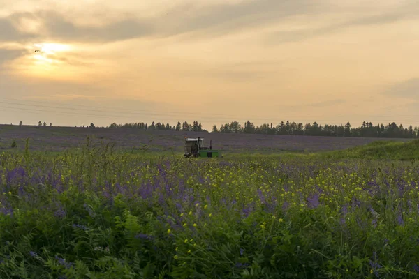 Wieczorny Krajobraz Polami Kwitnących Alfalfa Burzliwy Niebo Pracy Zbiorów Rolnych — Zdjęcie stockowe