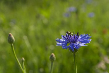 Peygamber çiçeği yeşil bir arka plan bulanık bir yağmur sonra alanındaki bu bir sinek ile mavi çiçek