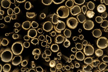 background - ends of cut dry hollow stems of plants (fragment of homemade nest block for mason bees clipart