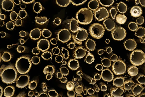 カットの両端の乾燥植物 オーチャードメイソン蜂の自家製巣ブロックのフラグメントの中空の茎 — ストック写真
