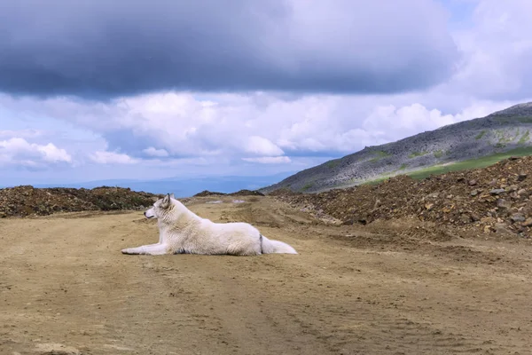 大きな白い犬 気配りに探して山の背景に未舗装の道路上にあります — ストック写真