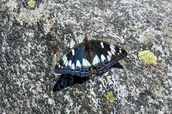 Schöner Schmetterling Pappel Admiral Sitzt Auf Einem Rauen Stein — Stockfoto