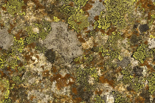 Fond Texture Surface Pierre Sauvage Recouverte Lichen Multicolore — Photo