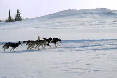 Beş Siberian dış yapraklar sleds çekmek (kendilerini arka planda yıkılıyor) bir tepelik kış landscap arka planı yolda
