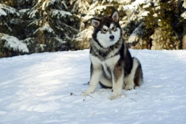 kar bir bulanık orman manzara arka planda bir yetişkin Sibirya husky köpek yavrusu oturur