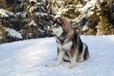 kar bir bulanık orman manzara arka planda bir yetişkin Sibirya husky köpek yavrusu oturur