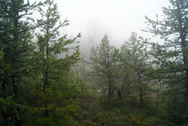 Peyzaj: mountain larch orman içinde belgili tanımlık bulut gizleme