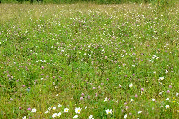 arka plan: bir yama otsu çayır çiçekli yonca ve chamomil ile