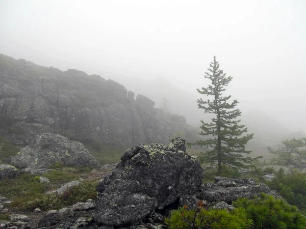 岩と雲の間はツンドラ植生高山高原の霧の風景 — ストック写真