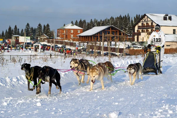 Polazna Russia January 2018 Team Four Huskies Two Gundogs Leaders — Stock Photo, Image