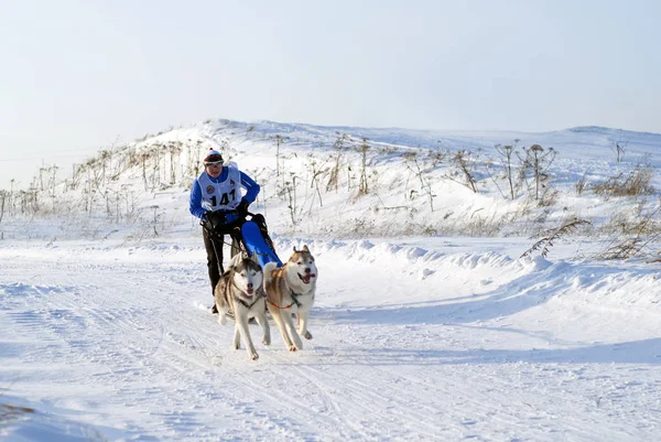 Polazna Russie Janvier 2018 Une Équipe Deux Huskies Aux Compétitions — Photo