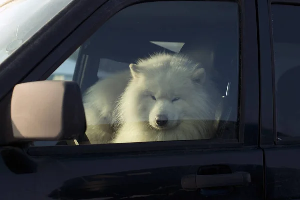 毛皮で覆われた白いアラスカン マラミュートを温め の運転席で眠って — ストック写真