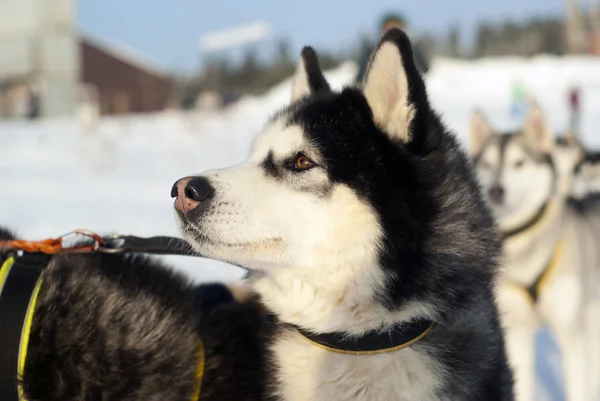 Hoofd Van Een Siberische Husky Ras Hond Close Een Onscherpe — Stockfoto