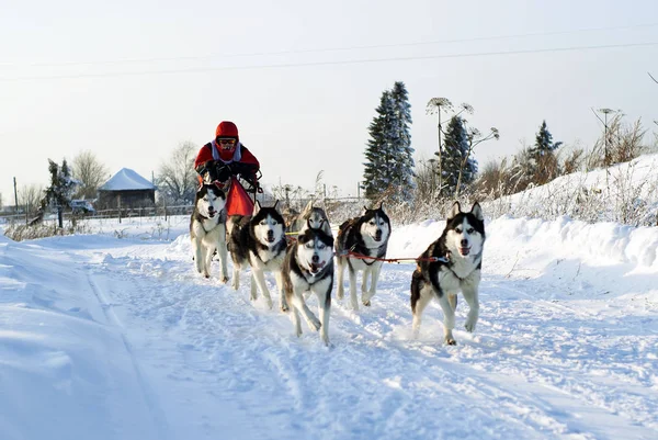 Polazna Russia January 2018 Team Six Huskies Regional Dog Sled — Stock Photo, Image