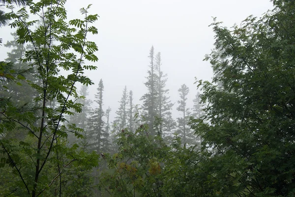 Hutan Pegunungan Ural Atas Batas Awan Dalam Cuaca Hujan Cabang — Stok Foto