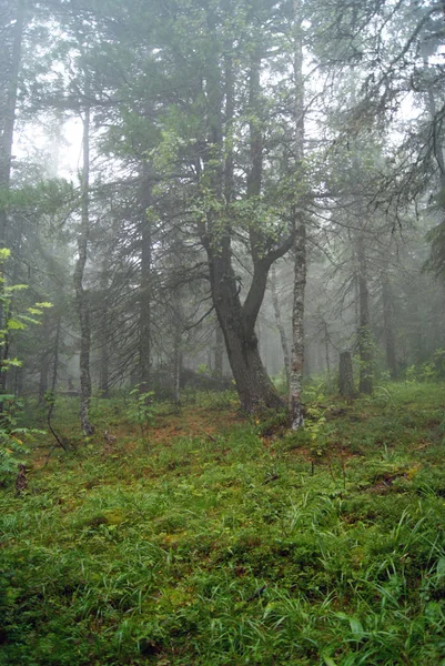 Bosque Montañoso Los Urales Sobre Límite Nuboso Tiempo Lluvioso Claro —  Fotos de Stock