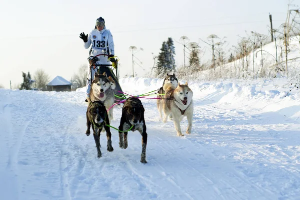 Polazna Russia January 2018 Team Four Huskies Two Gundogs Leaders — Stock Photo, Image