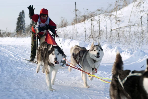 Polazna Russia January 2018 Dog Sled Regional Competitions Perm Krai — Stock Photo, Image