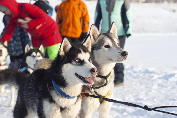 Polazna Rusland Januari 2018 Een Paar Wervelende Siberian Huskies Vóór — Stockfoto