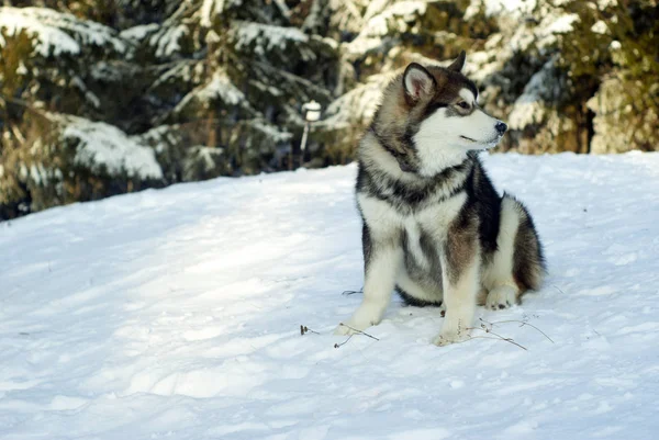 Dospělý Sibiřský Husky Štěně Sedí Sněhu Pozadí Rozmazané Lesní Krajina — Stock fotografie