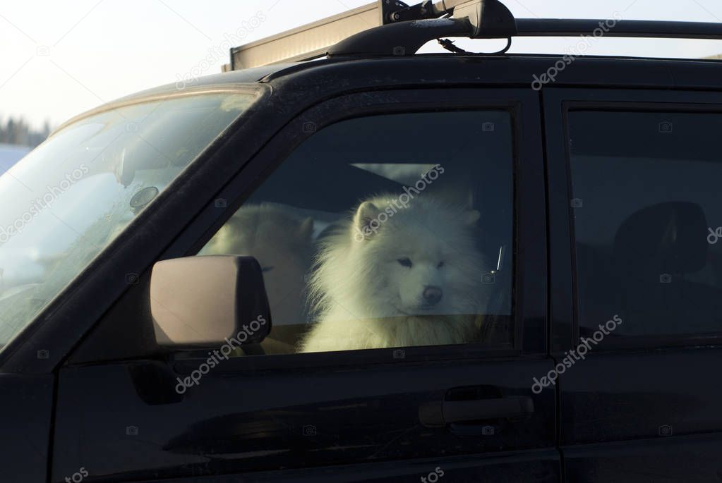 two furry white Alaskan malamuts sits and warms in the driver's seat of the car