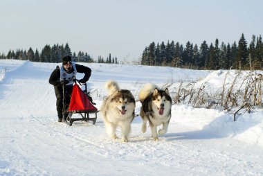 Polazna, Rusya - 21 Ocak 2018: köpek kızak yarışları Ural bölgesinde bir katılımcı ile bir atlı kızak çekerek iki malamutes.