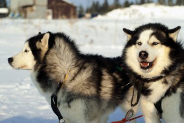 İki Siberian dış yapraklar-ikiz koşum bulanık bir arka plan üzerinde köpek sledding yarış yakın çekim başlamadan