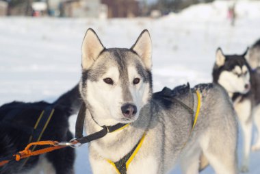 Koşum köpek sledding yarış yakın çekim başlamadan üzerinde arka plan bulanık içinde genç Siberian dış yapraklar