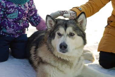 Onu okşayarak çocuk ise kar üzerinde büyük bir Alaskan Malamute doğurmak köpek yatıyor; portre.