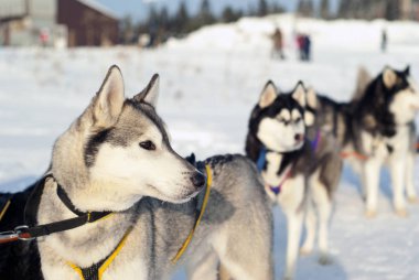 Koşum köpek sledding yarış yakın çekim başlamadan üzerinde arka plan bulanık içinde genç Siberian dış yapraklar