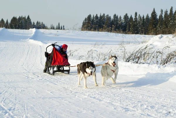 Polazna Russia January 2018 Two Huskies Cheerful Gloomy Expressions Muzzles — Stock Photo, Image