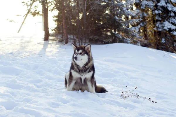 Large Fluffy Siberian Husky Puppy Sitting Snow — Stock Photo, Image