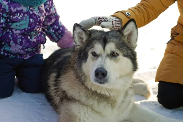 一只巨大的阿拉斯加阿拉斯加犬躺在雪地上 孩子们抚摸着他 — 图库照片