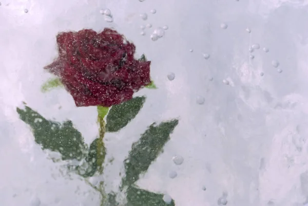 Rose Rouge Gelée Dans Une Glace Nuageuse Avec Des Bulles — Photo