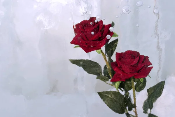 Deux Roses Écarlates Congelées Dans Une Glace Nuageuse Avec Des — Photo