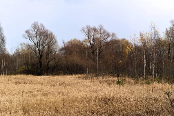 Осенний Пейзаж Северном Лесу Обширной Очисткой Желтой Сухой Травы Переднем — стоковое фото