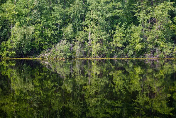 森林湖泊中反映的树木和灌木 图片中间的岸线 — 图库照片