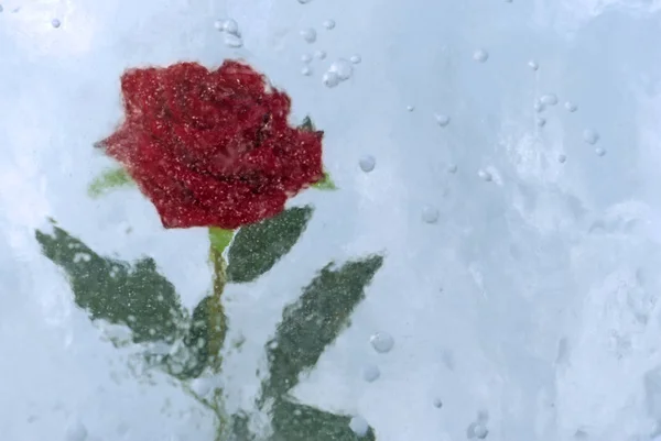 Une Rose Écarlate Gelée Dans Bloc Glace Nuageux Avec Des — Photo